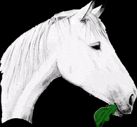 EwaliaNaturpur animals horses herbs animalcare GIF