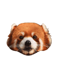 Red Panda Kid Sticker