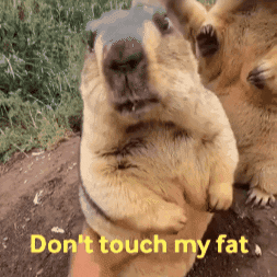 dr_marmot_ giphygifmaker animal dont touch me dont touch GIF