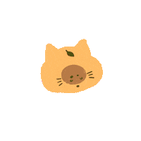 3____iiii cat raccoon 고양이 貓 Sticker