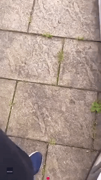 Man's First Time Walking Dog Produces Hilarious Results