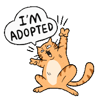 Adopt Tabby Cat Sticker by Cat Town
