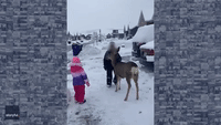 Friendly Deer Pays Visit to Utah Neighborhood