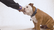 Hi 5 Yes GIF by Butler University