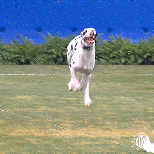 Dog Running GIF by American Kennel Club