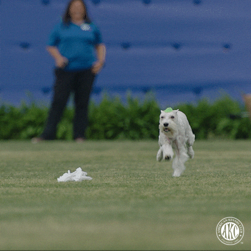 Dog Running GIF by American Kennel Club