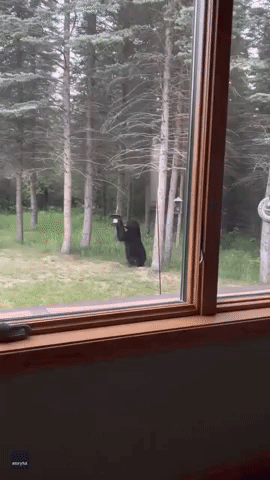Hungry Bear Gets in a Spin After Taking Bird Feeder Off Hook