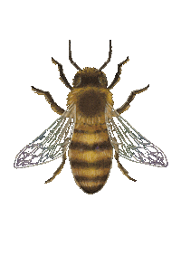 KALLIOKUVITUS queen wings bee sparkles Sticker