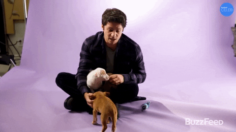 Dogs Puppies GIF by BuzzFeed