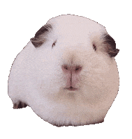 Guinea Pig Sticker