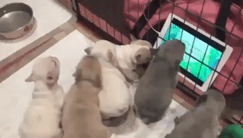 French Bulldog Pups Enjoy Favorite TV Show