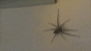 spiders lack GIF