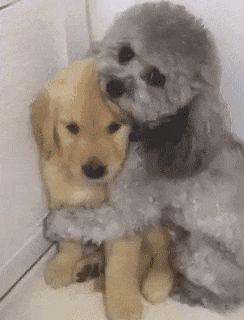 cuteanimalland giphyupload GIF