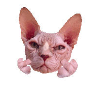 Sphynx Cat Middle Finger Sticker