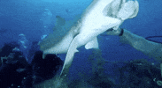 Hungry Food GIF by Shark Week