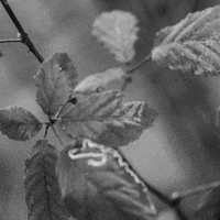 b&w art GIF by CushmoK