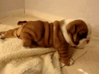 safe for work puppy GIF