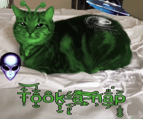 Sleepy Cat GIF