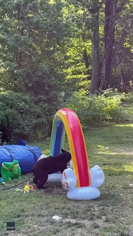 Bear Cub Trashes Kids' Inflatable Toy