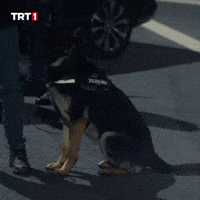 Police Dog What GIF by TRT
