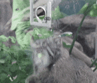 Pallas Cat GIF