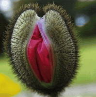 Pinkflower GIF