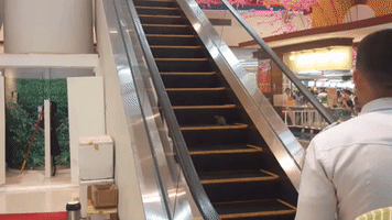 Runaway Rat Races Up Escalator at Shopping Mall
