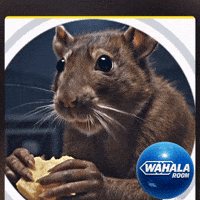 Telling Young Thug GIF by Wahala Room