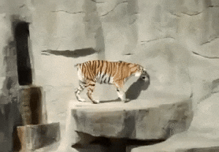 cuteanimalland giphyupload GIF