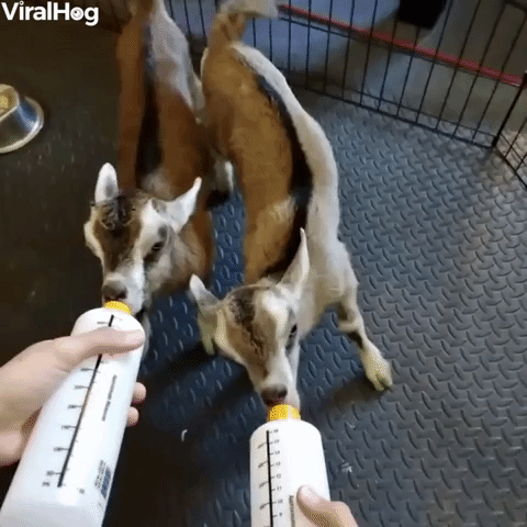 Twin Baby Goats Love Mealtime