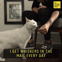 Cat Cute Cats GIF by 60 Second Docs