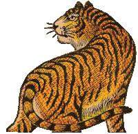 Tsungel tiger watching over the shoulder tsungel Sticker