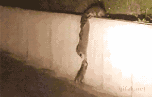 raccoons amaze GIF