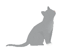 HoneypressDesign love cat kitten cute cat Sticker