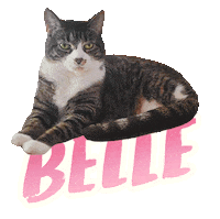 Cat Belle Sticker
