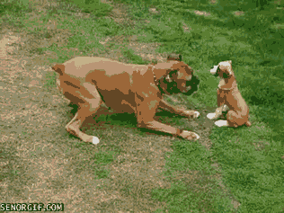 Dogs Boxers GIF