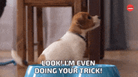 Doing your trick!