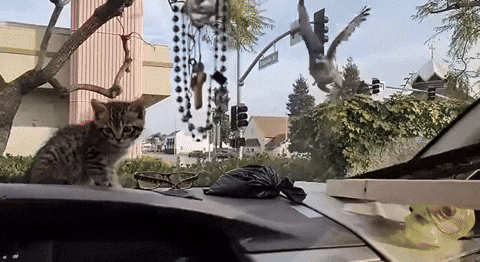 eruewyrigsafigsifgsifjgb giphyupload GIF