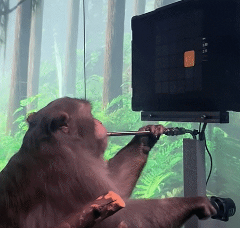 cuteanimalland giphyupload GIF