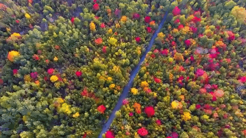 fall trees GIF by Laurentian University