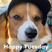 Dog Corgi GIF