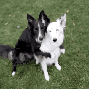dog hug GIF