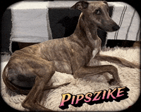 Pipszike GIF by Tuttobici