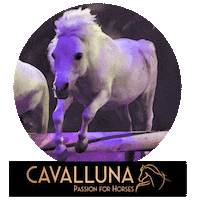 Horse Pony Sticker by Rotterdam Ahoy