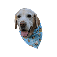 Yellow Lab Senior Dog Sticker by Geekster Pets