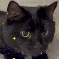 Black Cat GIF