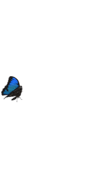 Butterfly Fluttering Sticker by ABC TV + IVIEW