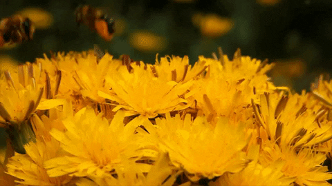 honeycombhippie giphygifmaker bees honeybees pollinators GIF