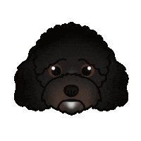 Poodle Goldendoodle Sticker by zoopeez