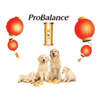 Happy New Year Sticker by ProBalance MY
